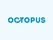 Octopus CRM