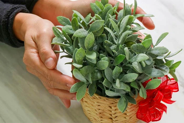 gift a plant