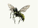 Screaming Bee