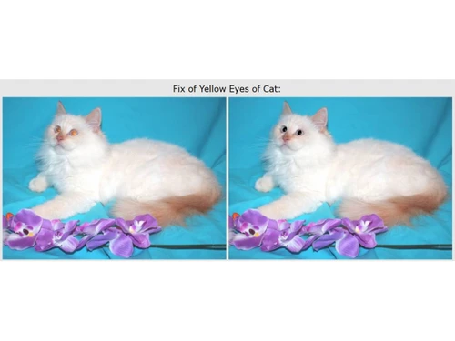 Tint Guide-editing